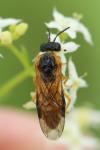 Selandria serva