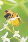 Selandria serva