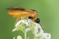 Selandria serva