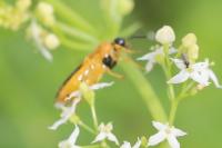 Selandria serva