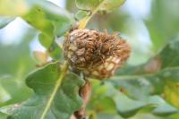 Andricus fecundatrix