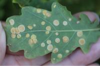 Neuroterus quercusbaccarum