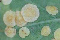 Neuroterus quercusbaccarum