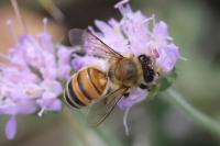 Apis mellifera