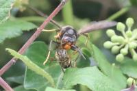 Vespa velutina