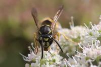 Vespula vulgaris