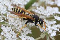 Polistes dominula
