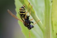 Polistes dominula