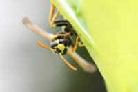 Polistes dominula