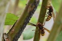 Vespa crabro