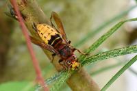 Vespa crabro