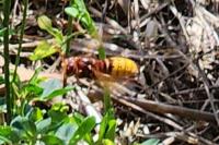 Vespa crabro