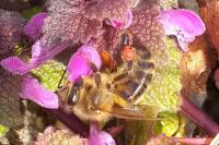 Apis mellifera