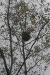 Vespa velutina