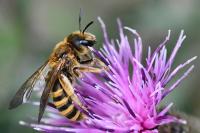 Halictus scabiosae