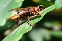 Vespa crabro