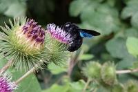 Xylocopa