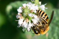 Colletes hederae