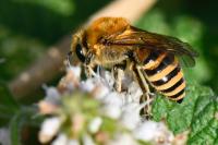 Colletes hederae