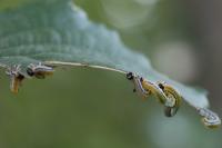 Hemichroa crocea