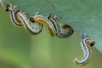 Hemichroa crocea