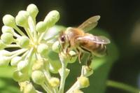Apis mellifera