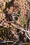 Colletes hederae