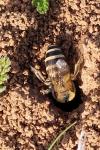 Colletes hederae