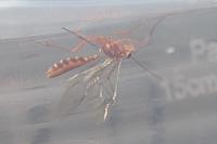 Ophion