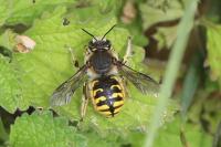 Anthidium manicatum