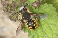 Anthidium manicatum