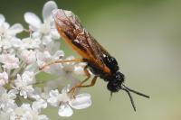 Selandria serva