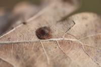 Neuroterus quercusbaccarum