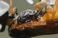 Selandria serva