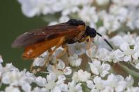 Selandria serva