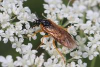 Selandria serva