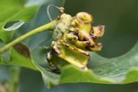 Andricus quercuscalicis