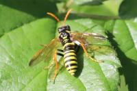 Tenthredo scrophulariae