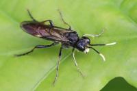 Tenthredo solitaria