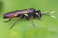 Tenthredo solitaria