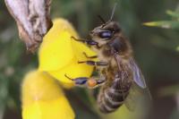 Apis mellifera mellifera