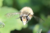 Anthophora plumipes