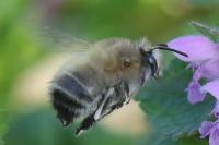 Anthophora plumipes