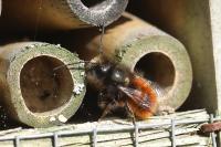 Osmia cornuta