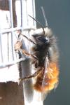 Osmia cornuta