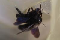 Xylocopa violacea
