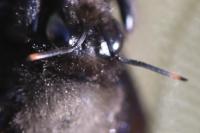 Xylocopa violacea