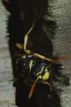 Polistes dominula
