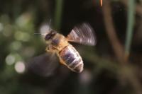 Apis mellifera