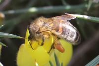 Apis mellifera